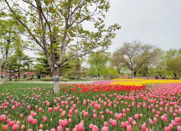 【FENG娛】速看!世界花卉大觀園裡有什麼?細數那些藏不住的精彩! 【FENG娛】速看!世界花卉大觀園裡有什麼?細數那些藏不住的精彩!