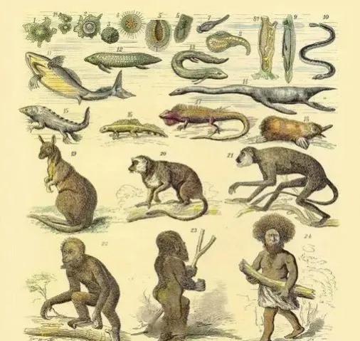 誰創造了人類？化石有13萬年斷層，進化受&OpenCurlyDoubleQuote;挑戰&rdquo;，人類咋來的？