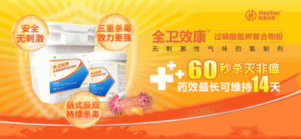 蔬菜餵豬保健又治病