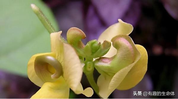 這14種豆類糧食你見過幾種，吃過幾種呢？很多人分不清是什麼豆子