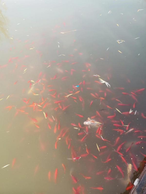 公園湖畔，景色宜人