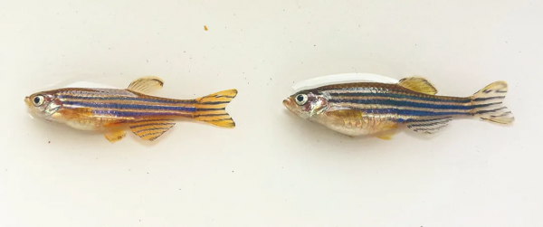 1條“小魚”，咋就成了研究產出全球第1