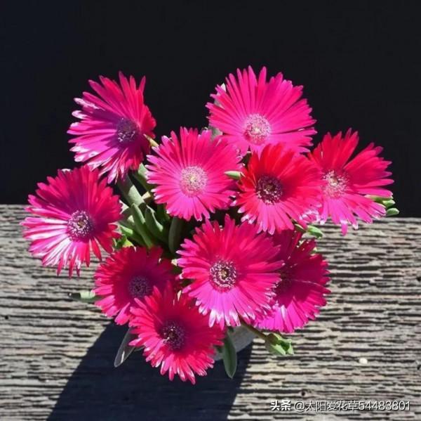 多肉奔龍怎麼養?掌握4點,株型肥美,開花美美噠 多肉奔龍怎麼養?掌握4點,株型肥美,開花美美噠