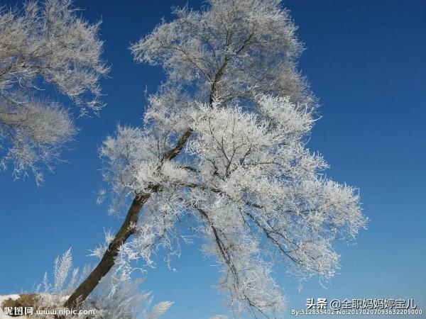 分享——雪松美景
