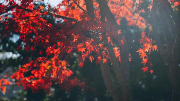 觀察力比較強，一眼就能夠看清事情本質的星座