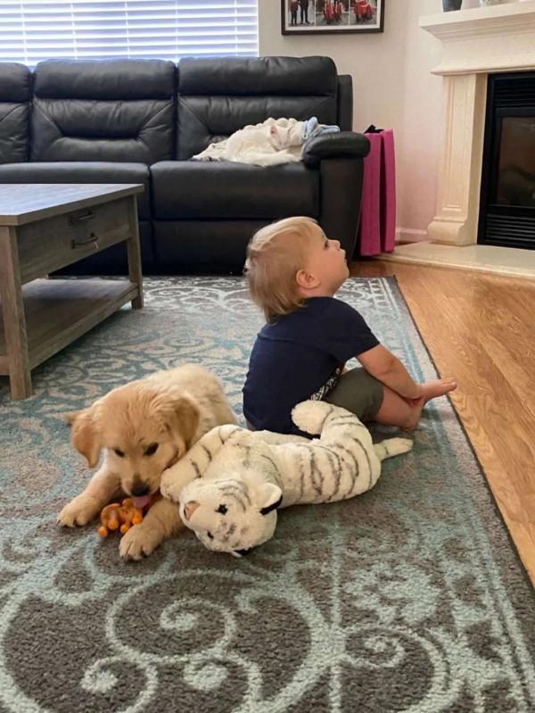 小金毛第一次看下雪特興奮，還特地把心愛的玩具叼出來一起玩雪