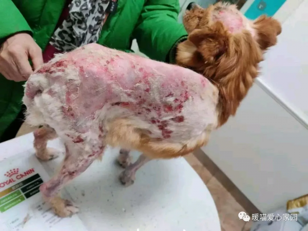 面板病癱瘓狗狗—小美的故事