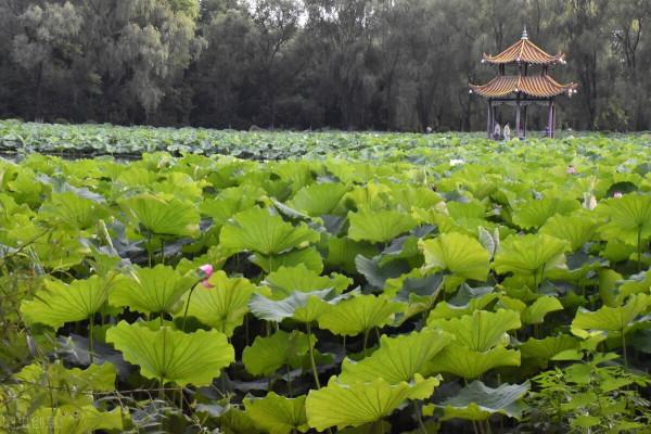 蜀州西湖:南宋大詩人范成大讚不絕口的“西州勝處” 蜀州西湖:南宋大詩人范成大讚不絕口的“西州勝處”