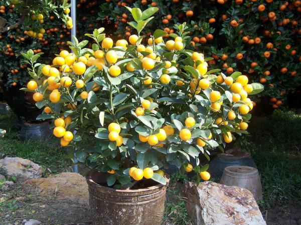 10種果樹，最適合在家裡養，隨便養幾棵，果子吃不完