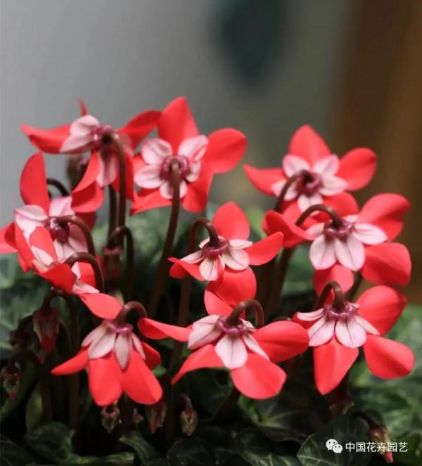 水培迷你仙客來，讓室內輕鬆變花園 | 新品