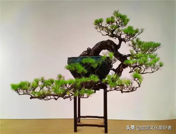 簡談懸崖式盆景造型