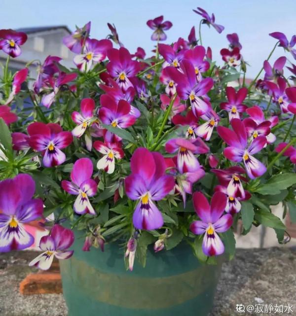 買花也要注意辨別“坑”,才能挑到好花,花開爆盆 買花也要注意辨別“坑”,才能挑到好花,花開爆盆