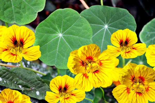 既讓人賞心悅目 又瑰麗多姿的金絲桃 絕對的花中公主