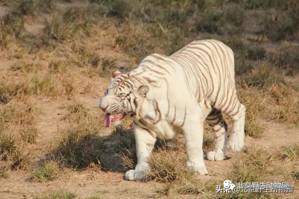 這樣與眾不同的&OpenCurlyDoubleQuote;大貓&rdquo;，你見過嗎