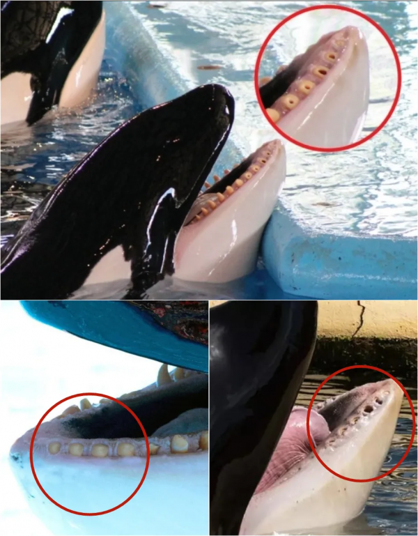 25個難以置信的動物事實,一個比一個神奇… 25個難以置信的動物事實,一個比一個神奇…