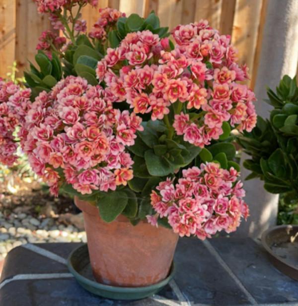 11種花得窮養,用小盆,少澆水,反而更精神 11種花得窮養,用小盆,少澆水,反而更精神