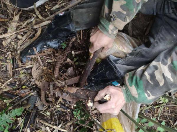 猛獸危險!“石虎”現身廣東,外貌像極家貓,常被人誤當貓咪飼養 猛獸危險!“石虎”現身廣東,外貌像極家貓,常被人誤當貓咪飼養