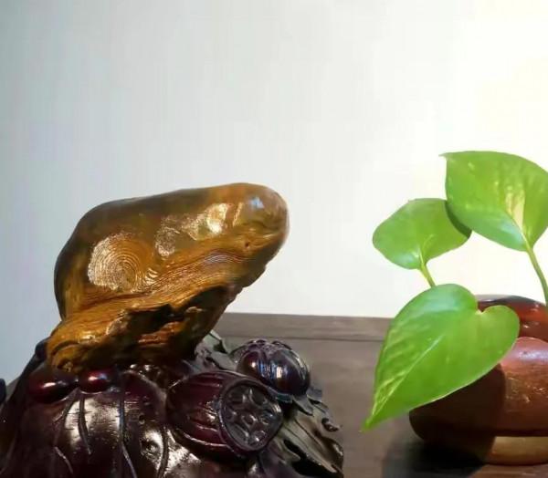 奇石《律動的金蟾》立意和鑑賞