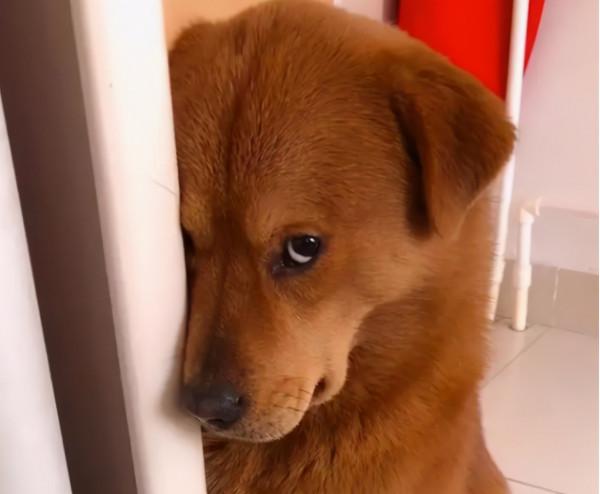 狗狗做錯事了,都會跟主人道歉,你收到了嗎? 狗狗做錯事了,都會跟主人道歉,你收到了嗎?