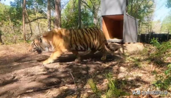 6個月前，誤入村莊的完達山一號找老婆了嗎？雄虎找老婆有多難？