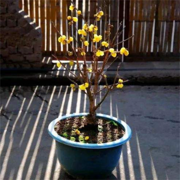 冬季12月份,剪1根臘梅枝來扦插,學下技巧和注意事項,成活率高 冬季12月份,剪1根臘梅枝來扦插,學下技巧和注意事項,成活率高