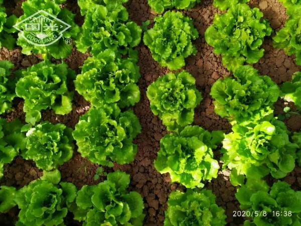 生菜配肥調,長得就是好 生菜配肥調,長得就是好