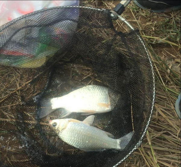 野釣鯽魚該調幾釣幾？三種方案應對所有魚情，這套思路釣王都在用