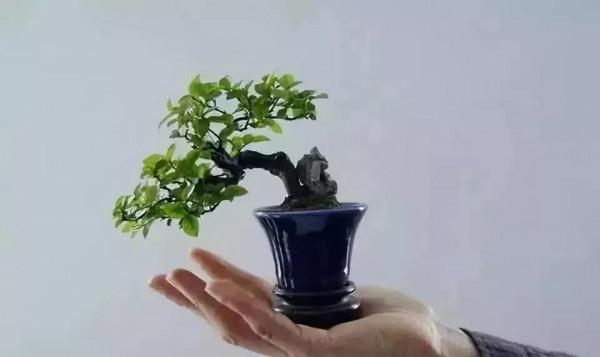 精美的袖珍盆景 精美的袖珍盆景