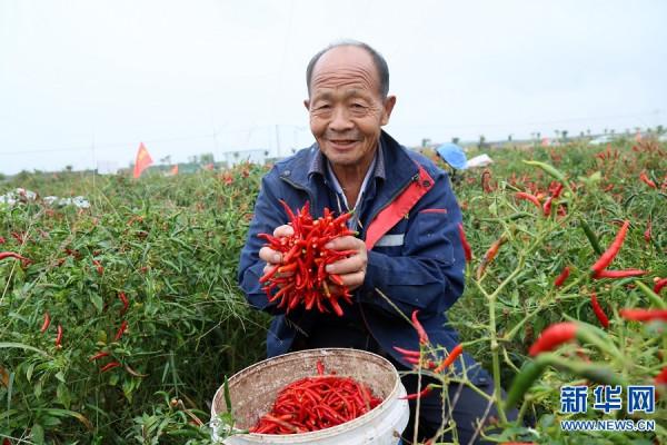 河南汝陽：辣椒田裡的技能賽