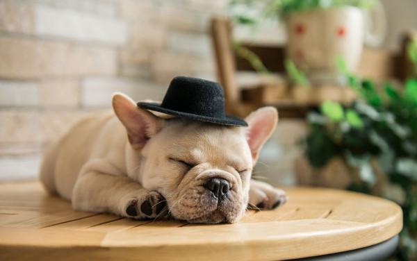 這8種狗狗，是犬類中最“特殊”的存在，你認識哪一隻？