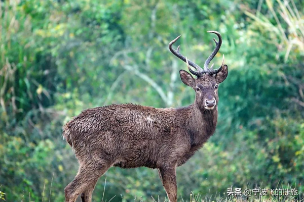 美國黃石的13倍！我國首批國家公園正式官宣，驚豔世界的風景來了