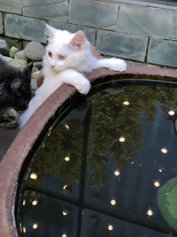 聽說我是一隻狗？