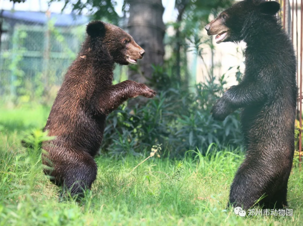 河南旅遊：熊熊界的“日月組合”，原來是它們