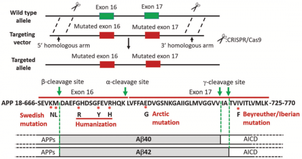 CR:阿爾茨海默病研究獲重大突破!中國科學家培育出世界首個全面模擬人類AD的大鼠模型丨科學大發現 CR:阿爾茨海默病研究獲重大突破!中國科學家培育出世界首個全面模擬人類AD的大鼠模型丨科學大發現