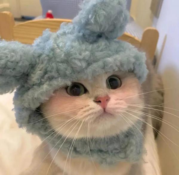 桌布小館：可愛寵物頭像，這樣的狗狗誰不喜歡