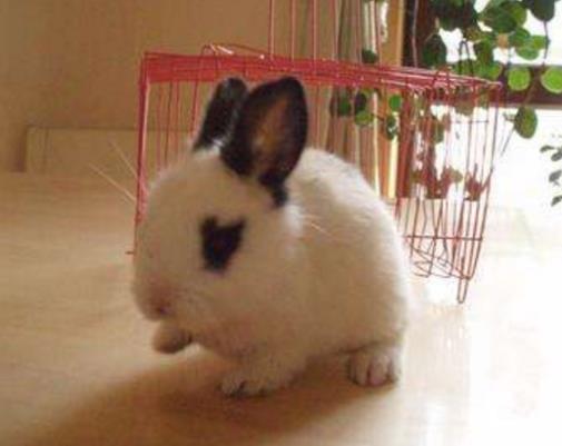 全球十大最受歡迎寵物排名，寵物貓狗成為人們首選