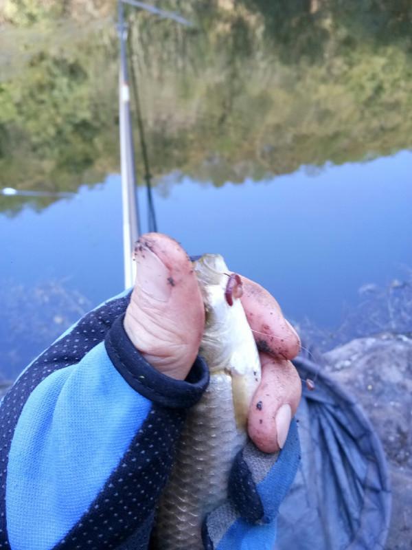頻繁掛鉤斷線也未能阻止大板鯽爆護