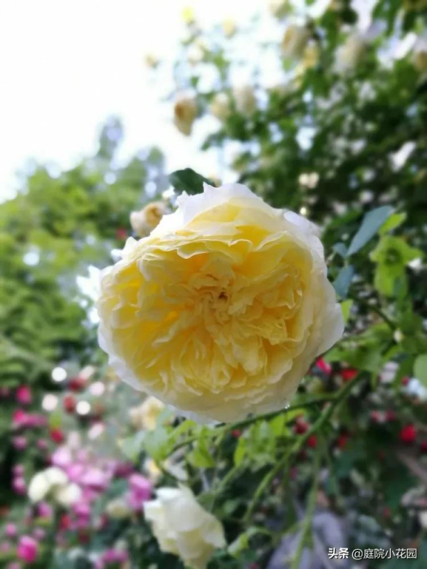 這樣的小院就是我夢想中的花園