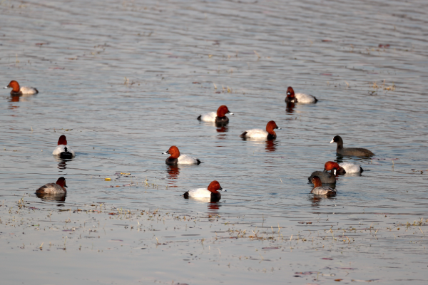 懷柔水庫的遷徙候鳥今天到了!數量達6000只左右 懷柔水庫的遷徙候鳥今天到了!數量達6000只左右