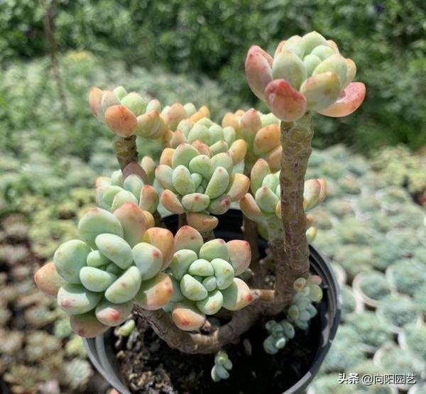 多肉勞爾是“爆盆高手”，土裡加緩釋肥，側芽一直長，花盆放不下