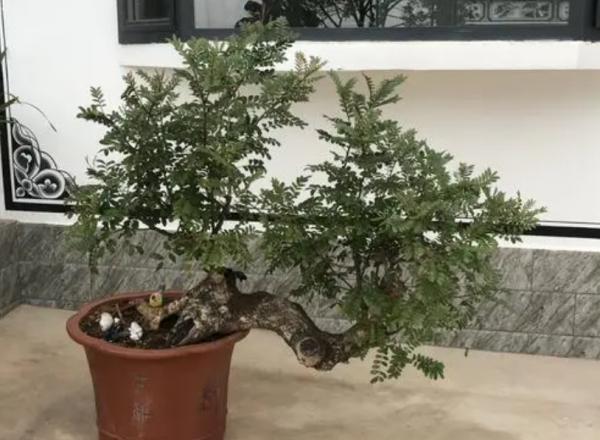 怎麼養清香木盆景才能變“萬元老樁”?大佬:別忽略植物的需求求 怎麼養清香木盆景才能變“萬元老樁”?大佬:別忽略植物的需求求