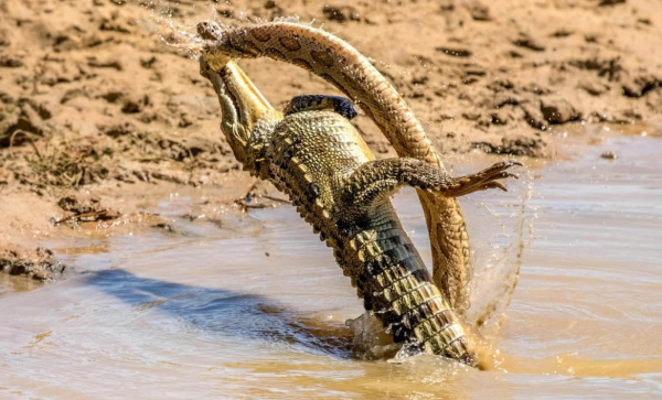 《發現古應國》，周王御駕親征湖北省，血戰噩侯馭和三星堆人後裔