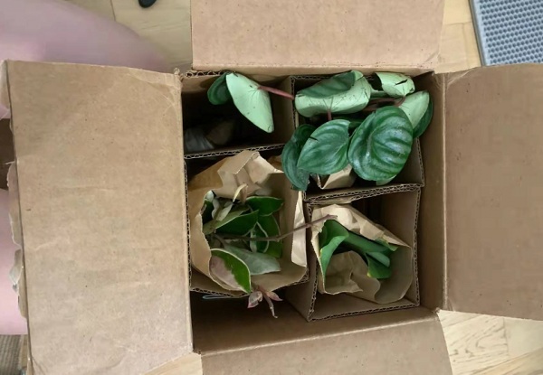 網購有風險，下單需謹慎！想買到便宜的好花苗多注意這些，準沒錯