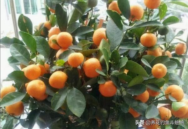 陽臺養金桔盆栽，多修剪多施肥，快速分化，枝頭掛滿金果實