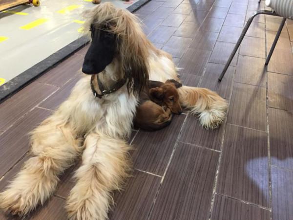 動物之間的友誼,本該共度一生 動物之間的友誼,本該共度一生