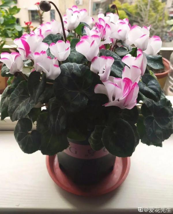 10種花，冬天別噴水，越噴越爛葉，變成光桿特醜