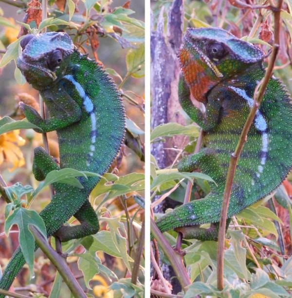 45張有趣的對比圖片展示事物的兩面性
