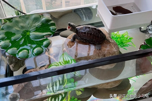 18種常見的烏龜，每種都有自己的特色，你喜歡哪種呢？