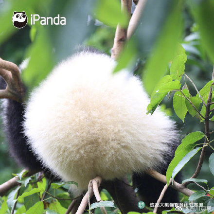 熊貓寶寶不靠顏值取勝 靠背影就夠了 熊貓寶寶不靠顏值取勝 靠背影就夠了