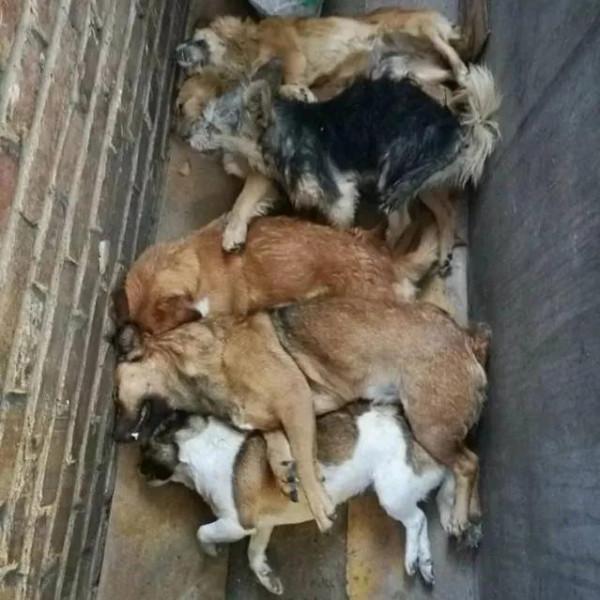 狗不死家：曾經農村大笨狗的幾種死亡方式